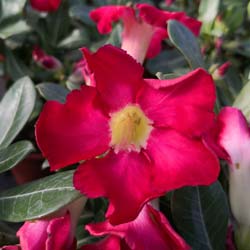Desert Rose, Red Flowers